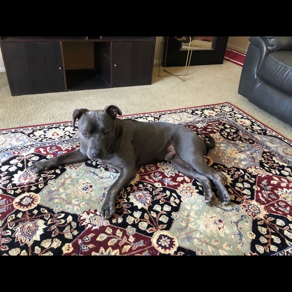 Meet your Posher, Sunday - Picture 2 of 2